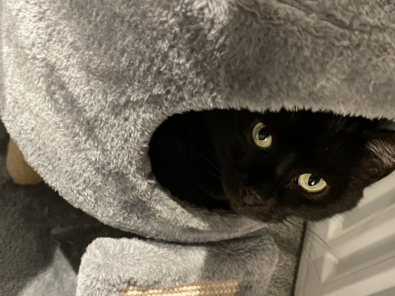 Do you regret getting your cat?