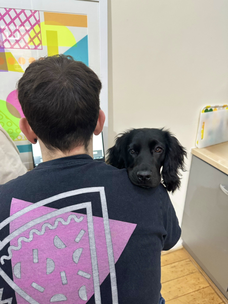 Adolescent Dog Survival Thread - Bark the Herald, furry angels sing!