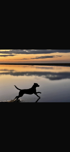October’s dog of the month: Share your autumn dog photos & win £100 prize bundle!