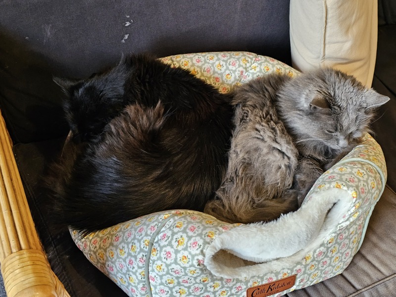 Trick or Cat Treat? The Excellent Cats do Halloween