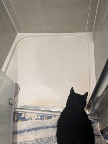 Thread 11 Starmer: Will that Phone Call Be To Harris or to Trump? (the decidedly superior looking cats thread)