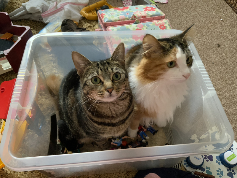 If your cat did OLD, what profile picture would she/he use?