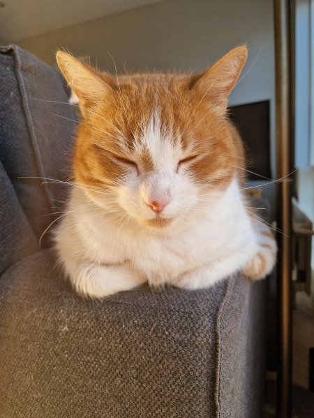 Trick or Cat Treat? The Excellent Cats do Halloween