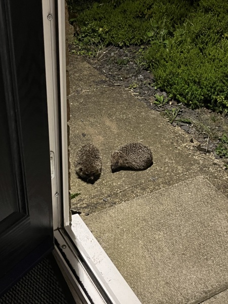 Hedgehogs, death and depression