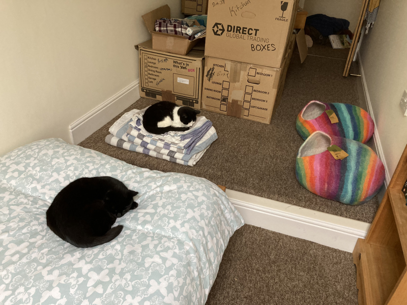 We've moved house, cats have upset tums