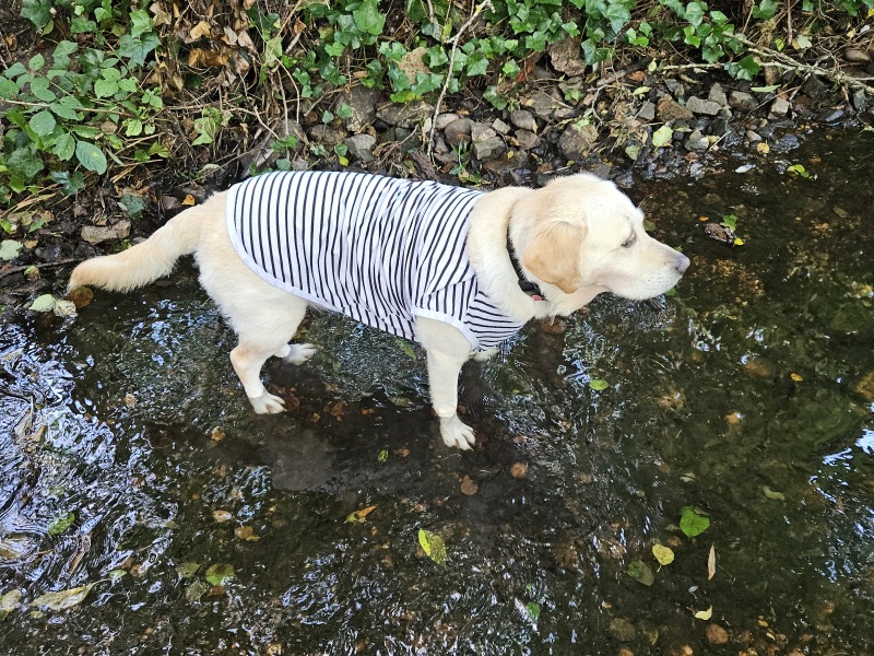 October’s dog of the month: Share your autumn dog photos & win £100 prize bundle!