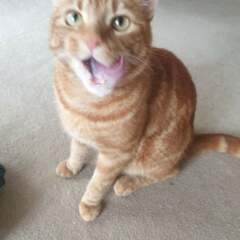 My darling ginger cat died while I was away. Can't stop feeling angry.
