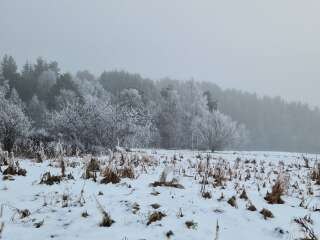 The Nigel Slater Christmas Chronicles Readalong 2024