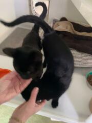 We lost our beautiful 20yr old cat 3 weeks ago but are adopting 2 lovely black kittens from a shelter