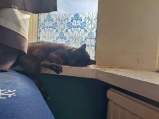 Trick or Cat Treat? The Excellent Cats do Halloween