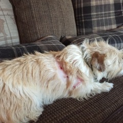 Small dog rant