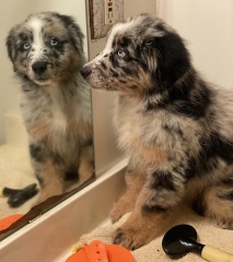 Adolescent Dog Survival Thread - Bark the Herald, furry angels sing!