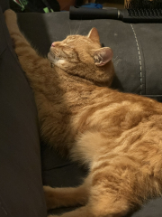 Trick or Cat Treat? The Excellent Cats do Halloween