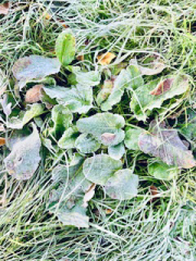 The Nigel Slater Christmas Chronicles Readalong 2024 Part 2