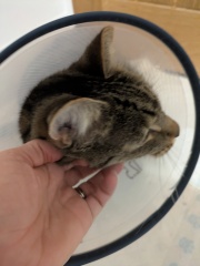 "Sludgy" bladder - anyone else's cat had this?