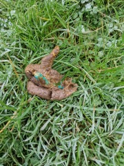 Blue poo?? WARNING gross pic of poo