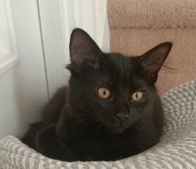 Need LOTS of advice - recently adopted 3 kittens