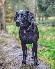 Which breed?