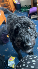 Dog gone nervous since 5th Nov?