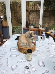 Come and tell me your dull and unexciting news 31: Calmly through the day