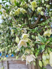 Winter flowering Clematis identification help