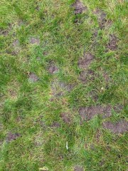 What's destroying my lawn and can I do anything to save it?