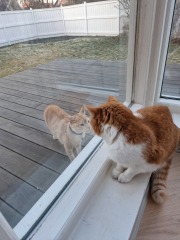 Trick or Cat Treat? The Excellent Cats do Halloween