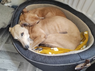 Which breed?