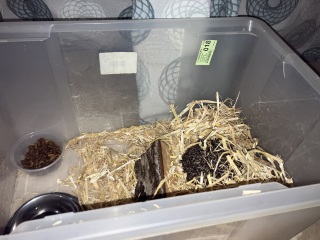 Bluestocking: Do androids dream of electric hair?