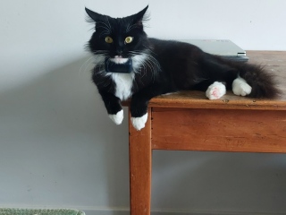 Tart cat.