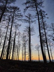 The Nigel Slater Christmas Chronicles Readalong 2024 Part 2