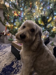 Show us your Christmas trees