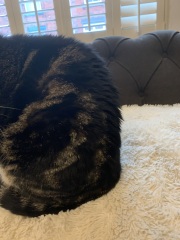 Why is my cats fur like this?