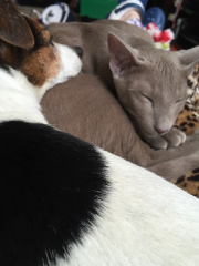 Best breed of dog for first time owner