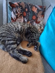 New Cat....what should i feed him?