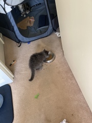 Older cats protective of kitten?