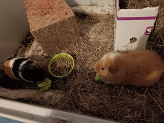 Guinea pigs and cats, knock some sense onto me please!