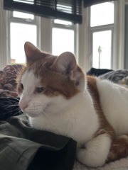 Scab and lump on cat’s face