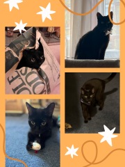 If your cat did OLD, what profile picture would she/he use?