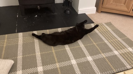 Trick or Cat Treat? The Excellent Cats do Halloween