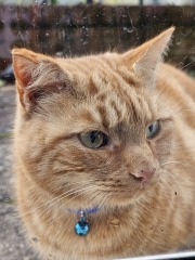 Trick or Cat Treat? The Excellent Cats do Halloween