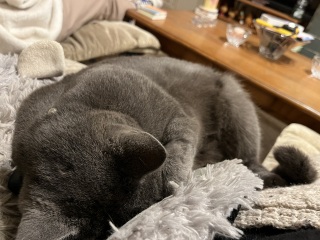 Trick or Cat Treat? The Excellent Cats do Halloween