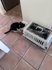 Enter Cat Four