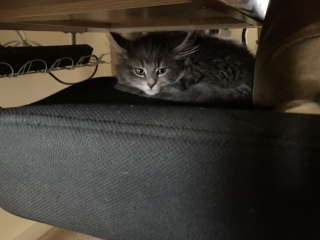 Enter Cat Four