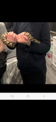 Pet thread?