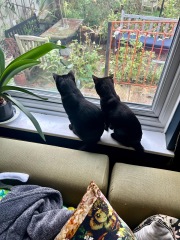 We lost our beautiful 20yr old cat 3 weeks ago but are adopting 2 lovely black kittens from a shelter