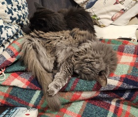 Trick or Cat Treat? The Excellent Cats do Halloween