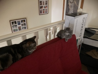Enter Cat Four