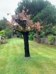 Oak Tree Treatment