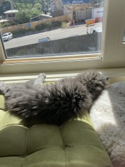 Trick or Cat Treat? The Excellent Cats do Halloween